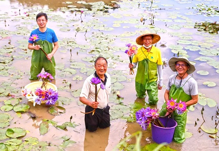 傳承綠色保育的永續精神　三芝蓮花水田生態重現 慈心基金會與林務局用心守護臺北赤蛙1